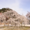 寺の枝垂れ桜。