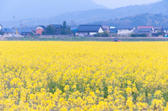 みつばちの菜の花畑。