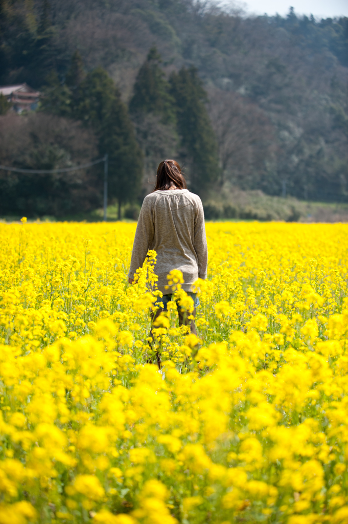 菜の花の中で。
