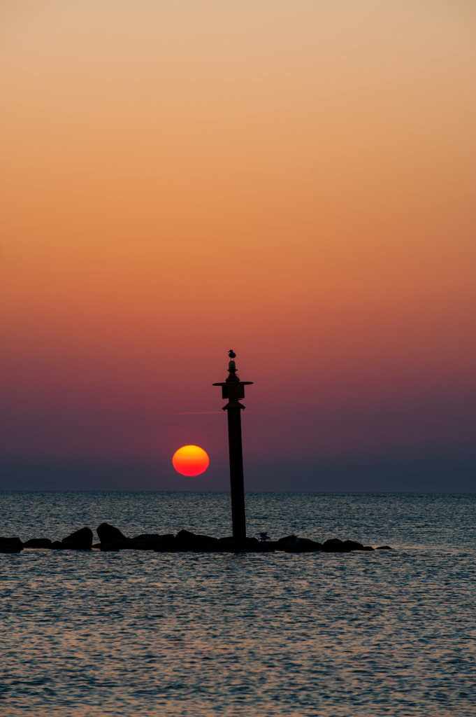 夕見鳥。
