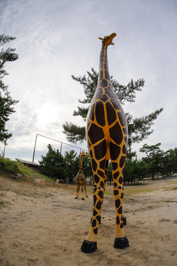 公園って楽しい、キリン。