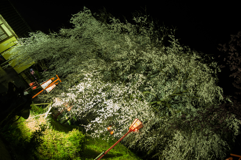 段部の枝垂桜のライトアップ6。