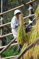 はでば干し、熟練の技