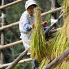 はでば干し、熟練の技