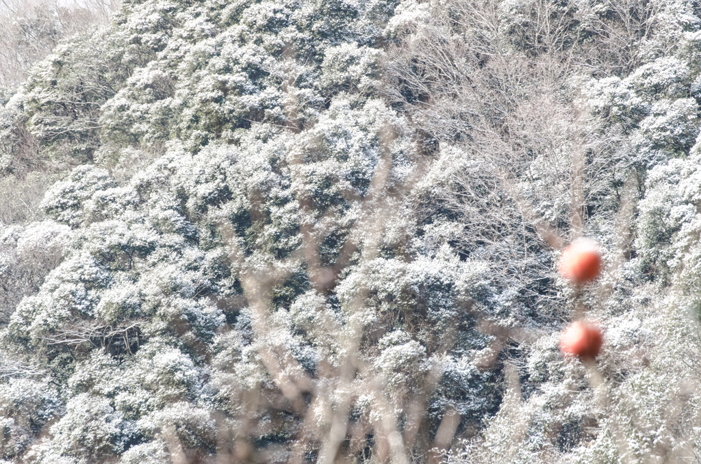 雪化粧。