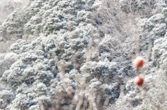 雪化粧。