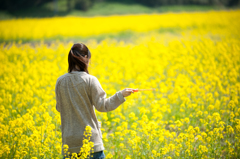 菜の花畑。