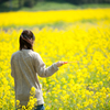 菜の花畑。