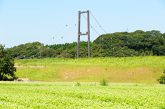 ソバの花。