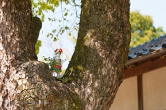 小さな先導者たち、宇美神社。