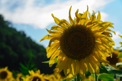 太陽の花。