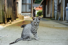 自由人。