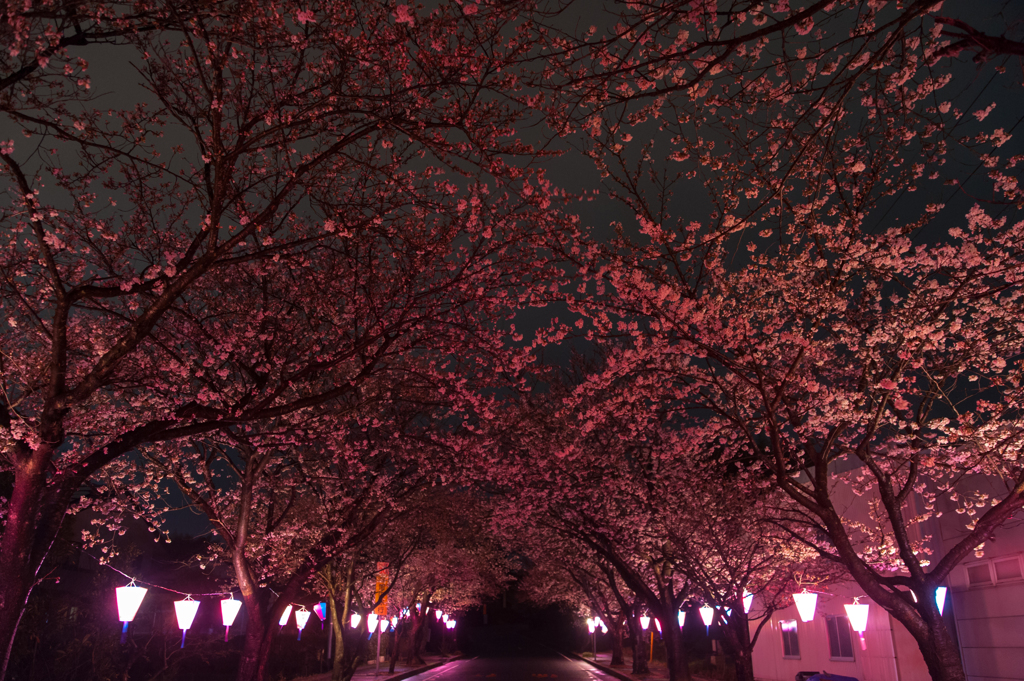 ぼんぼりに淡く照らされる桜。