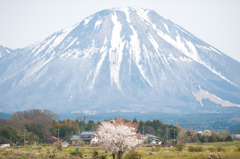 裾野の春。