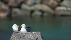 仲良しウミネコ、16：9。