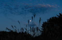 月にススキ、秋の夕景