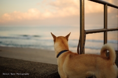 朝の海を眺める愛犬。