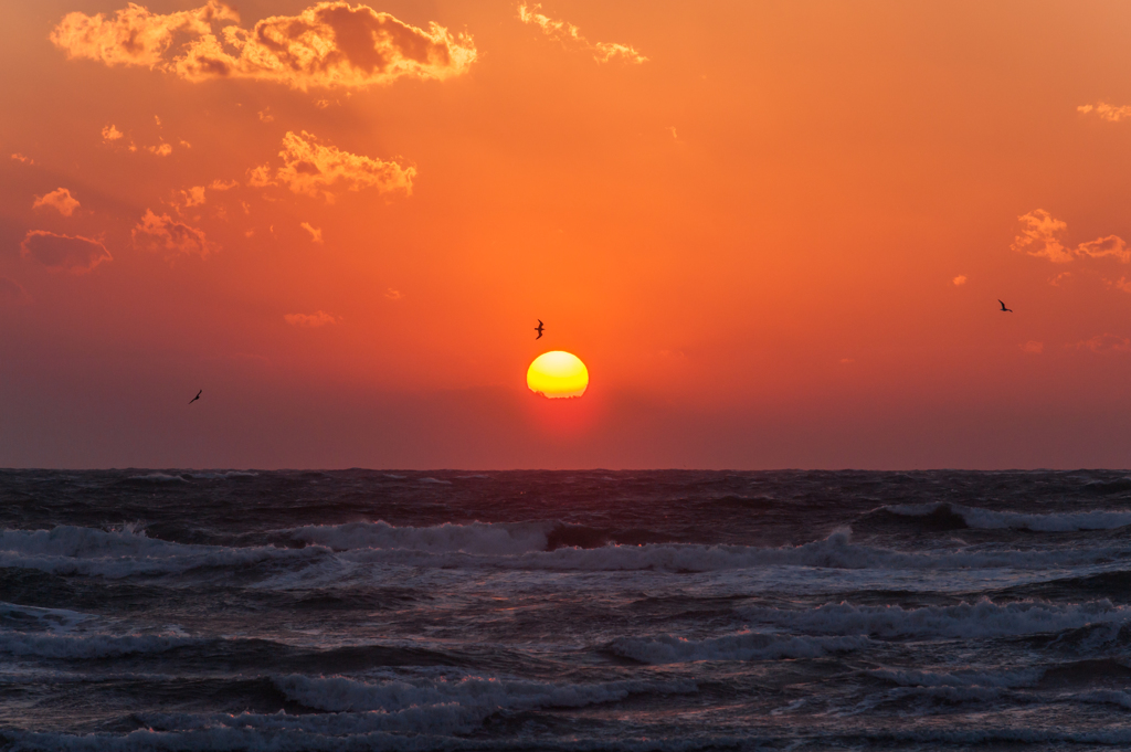 夕陽に舞う海鳥（２０１３年最後の夕陽）。
