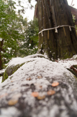 大杉、根。 大杉、根。