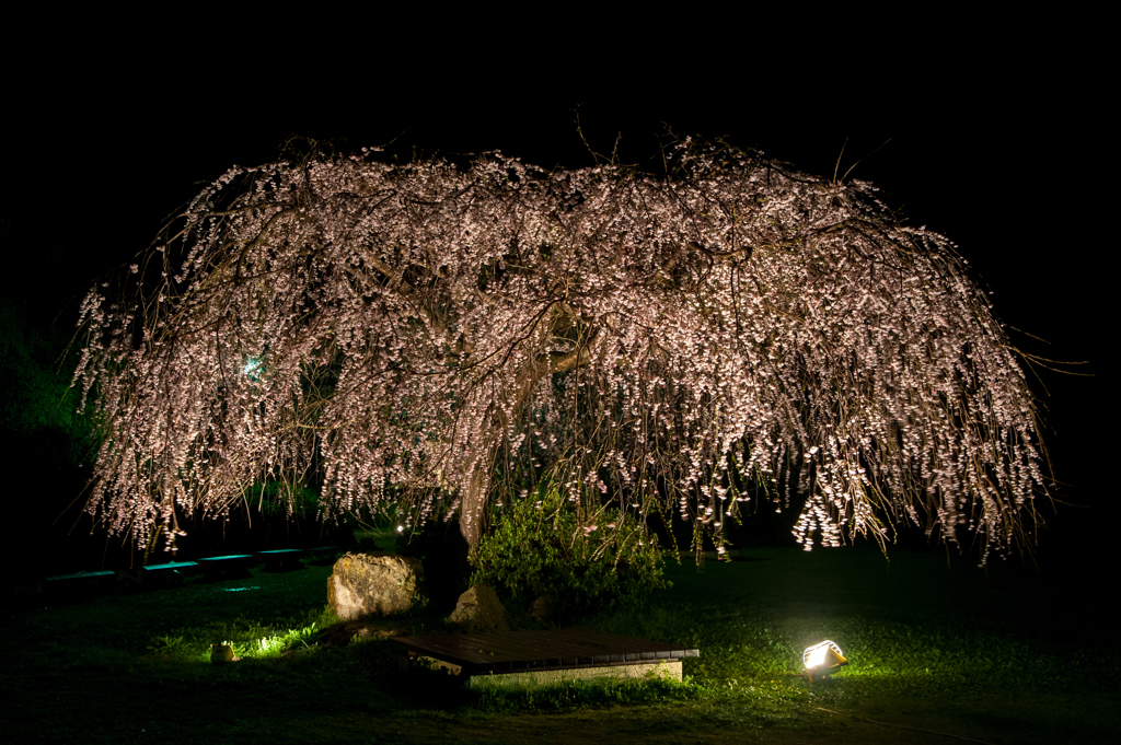 斐川公園の枝垂れ桜。