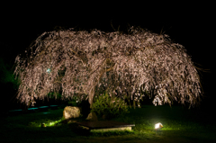 斐川公園の枝垂れ桜。