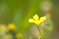 小さな花。