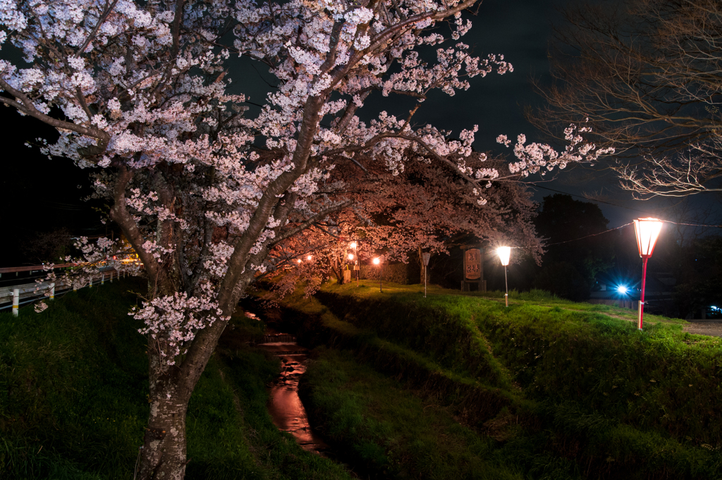 新川桜土手。