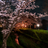 新川桜土手。