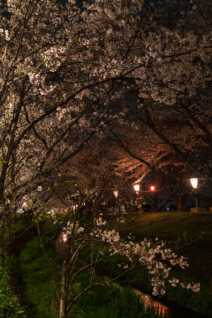 新川桜土手、夜。