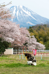 大山と桜の公園で。