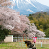 大山と桜の公園で。