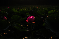 月に咲く。