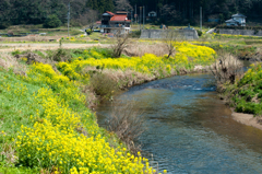 菜の花のある風景。