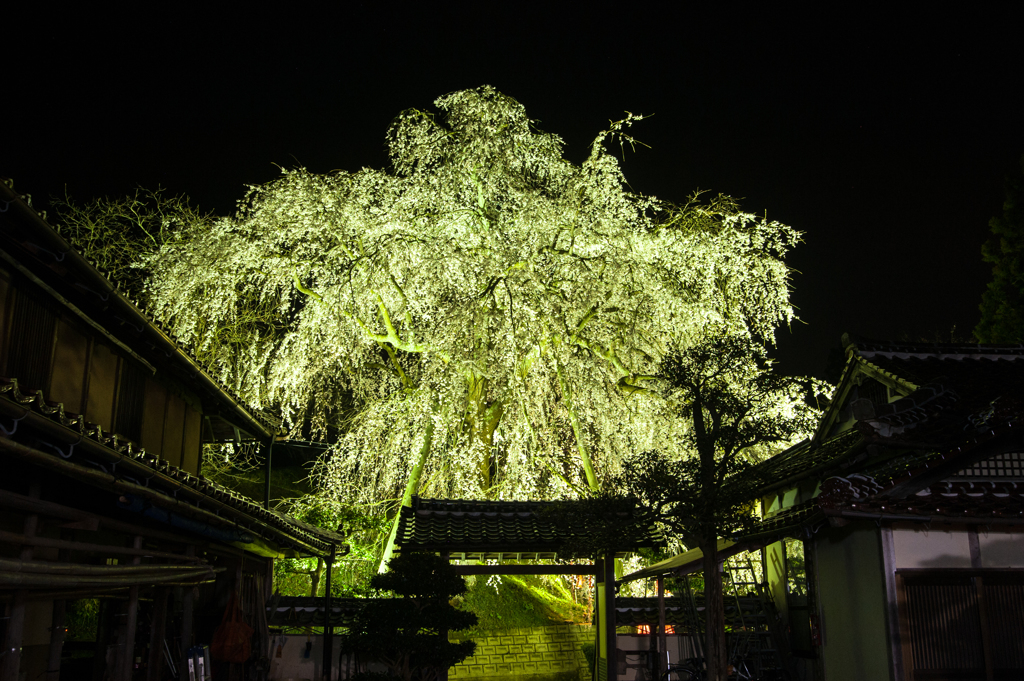 段部の枝垂桜のライトアップ5。