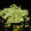 段部の枝垂桜のライトアップ5。