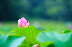 降りしきる雨の中。