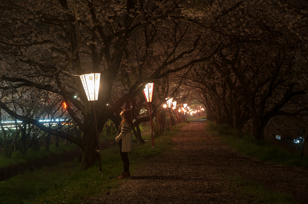 夜桜道。