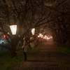 夜桜道。