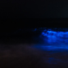 夜光虫