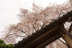 段部の枝垂桜2。