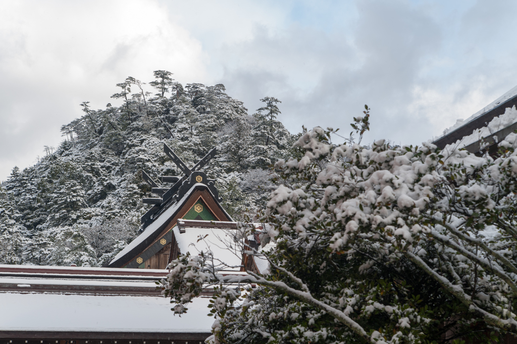 雪の出雲大社。