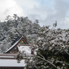 雪の出雲大社。