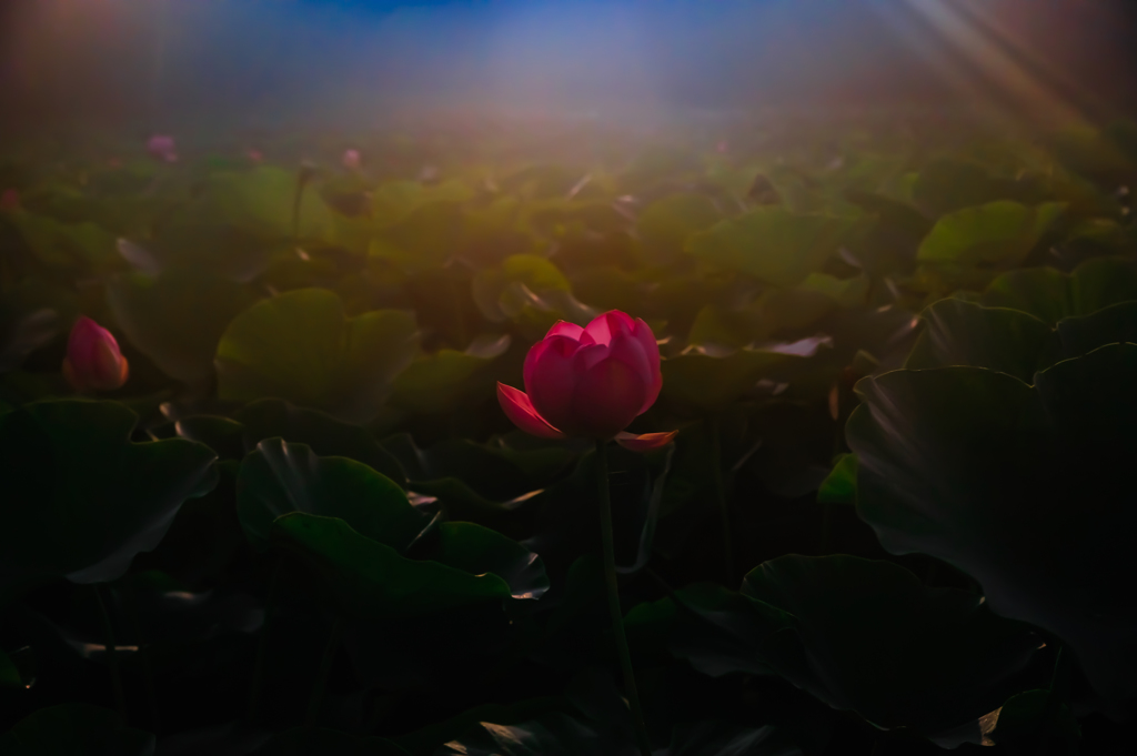 月夜の霧に咲く。