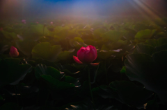月夜の霧に咲く。