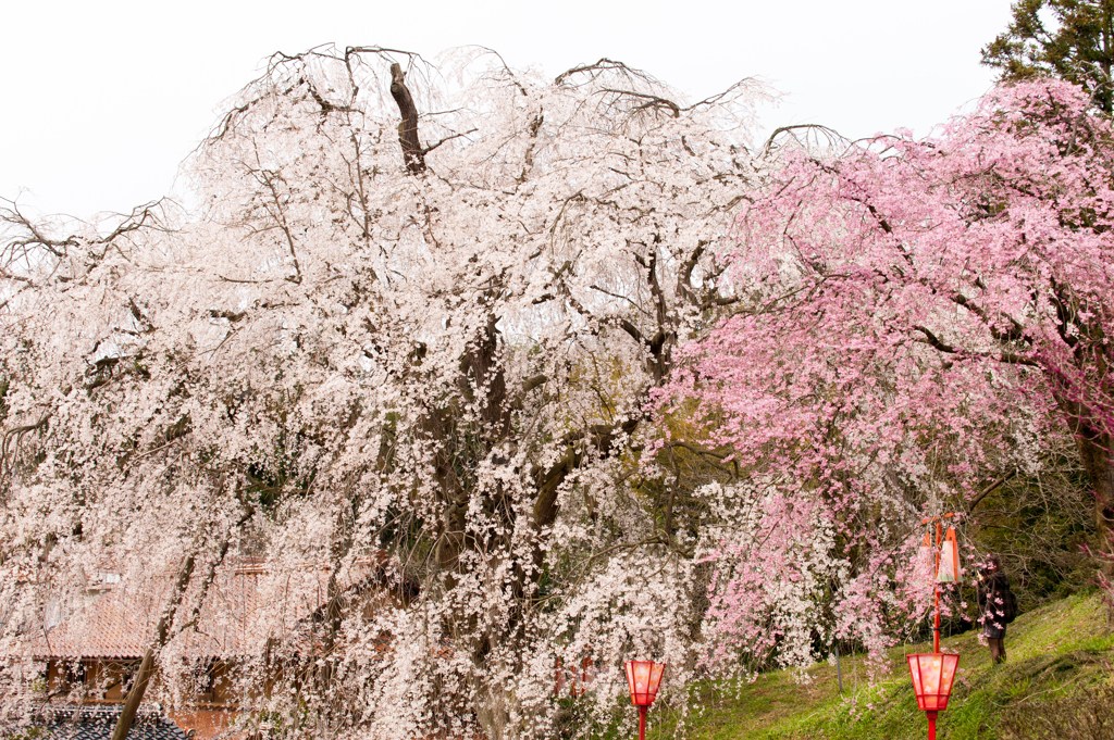 段部の枝垂桜3。