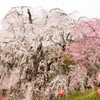 段部の枝垂桜3。