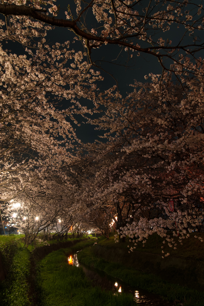 新川桜土手夜。