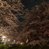 新川桜土手夜。