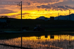 水田のある夕景。