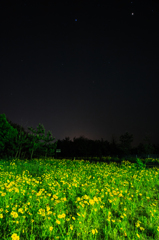 オオキンケイギクの咲く夜。